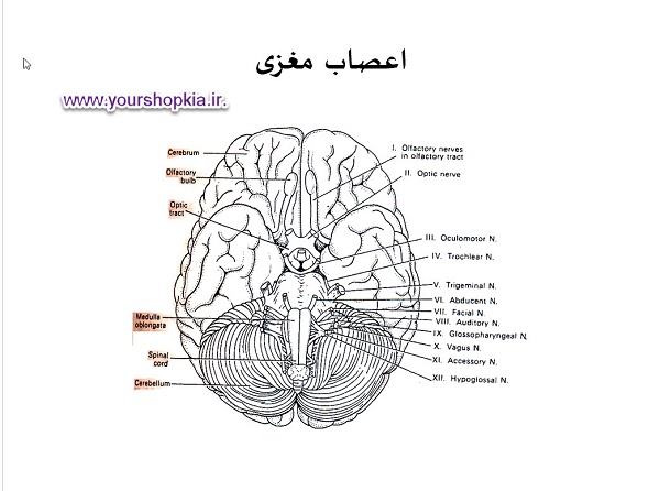 دستگاه عصبی ( پاورپوینت )