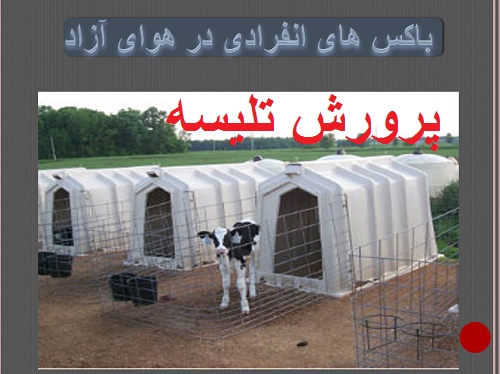 پرورش تلیسه breeding heifers    ( پاورپوینت)