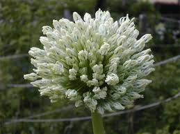 بررسی اکوتیپ های مختلف گیاه Allium hirtifolium از دیدگاه مولکولی (با نشانگر RAPD) و مورفولوژیکی و فیتوشیمیایی(آلیسین)