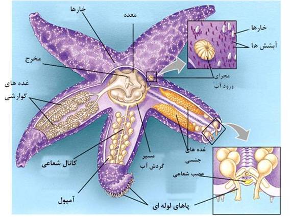 دانلود پاورپوینت آموزشی جانوران- شاخه خارپوستان
