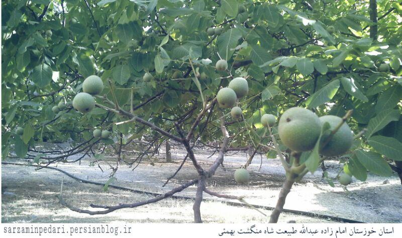 آوای طبیعت