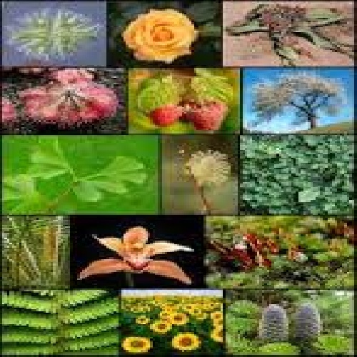 دانلود تحقیق قرنطینه نباتی و برخی از اصول و استانداردهای مرتبط با قرنطینه داخلی