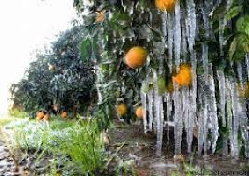 دانلود مکانیزمهای مقاومت به سرمازدگی