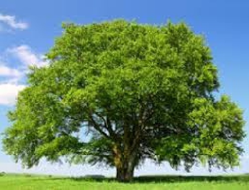 دانلود همکشیدگی در گونه راش و مدل سازی