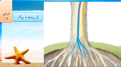 دانلود پاور پوینت علوم پنجم دبستان درس ۱۲(از ریشه تا برگ)