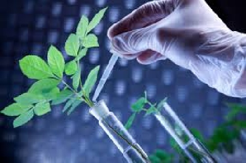دانلود تحقیق درباره بررسی راهکارهای اجرای اهداف صنعت نانو بیوتکنولوژی کشاورزی در برنامه پنجم توسعه