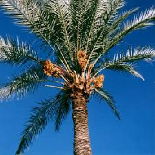 دانلود کارآفرینی تولید الکل از خرما