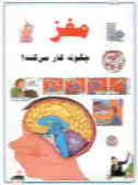 مغز چگونه کار می‌کند